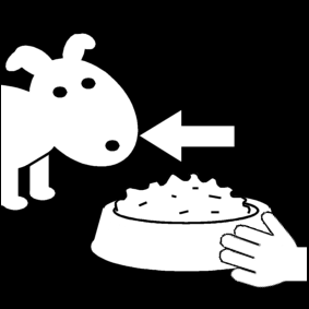 feed the dog